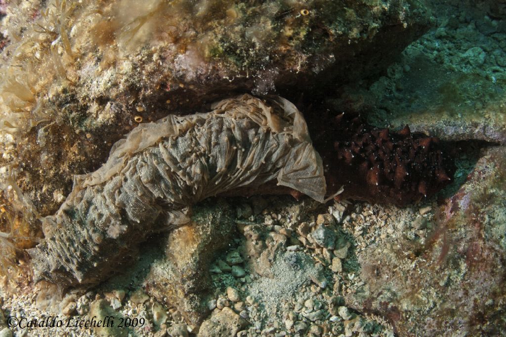 Oloturia ricoperta da muco